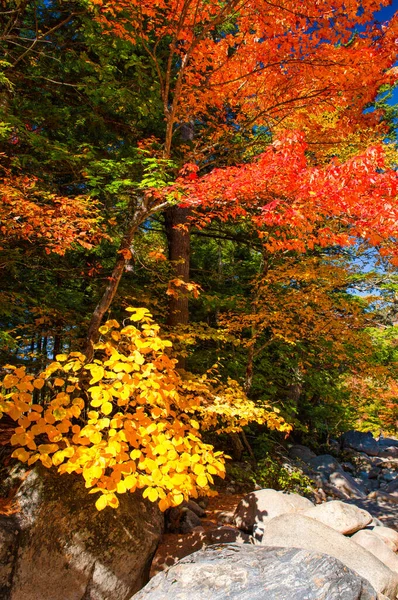 Klippor Runt Swift River Bladsäsongen New Hampshire — Stockfoto