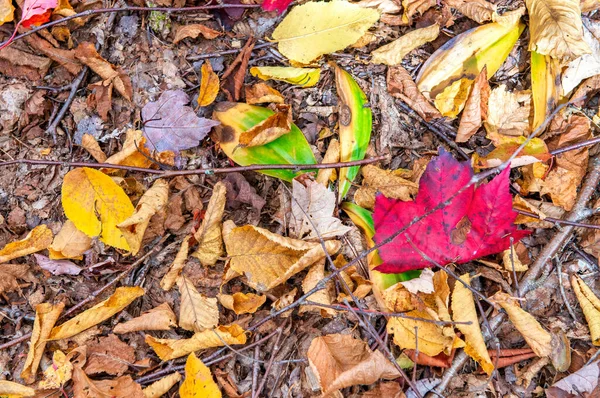 Colorful Leaves Ground Foliage Season — Stock Photo, Image