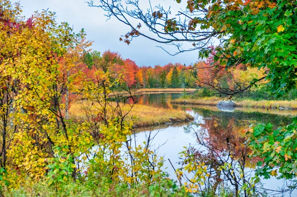Jordan River Foliage Colors Bar Harbor Maine — Stock Photo, Image