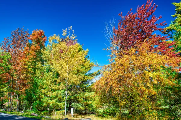 Деревья Национального Парка Акадия Время Сезона Листвы Майн Новая Англия — стоковое фото