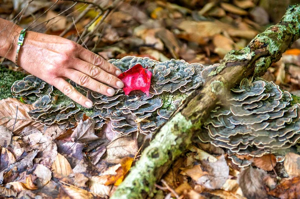 Mulher Mão Tocando Folhas Coloridas Chão Temporada Folhagem — Fotografia de Stock