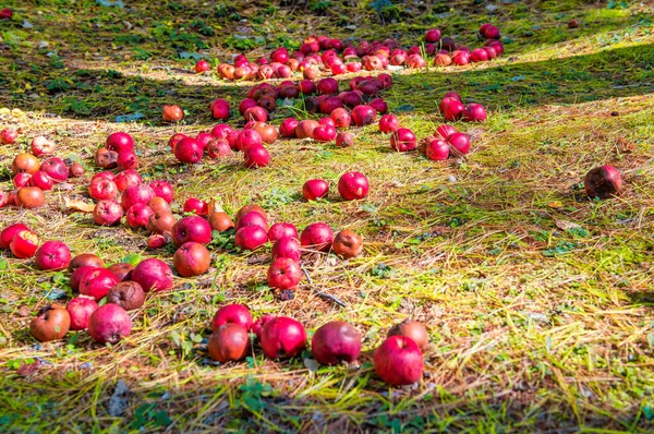 红苹果散落在田野里 — 图库照片