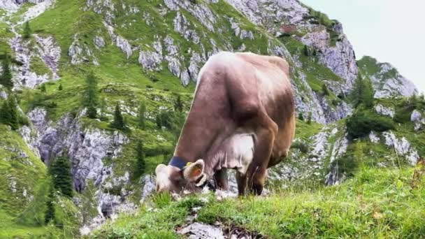 イタリアのアルプスの上の牛の放牧 — ストック動画