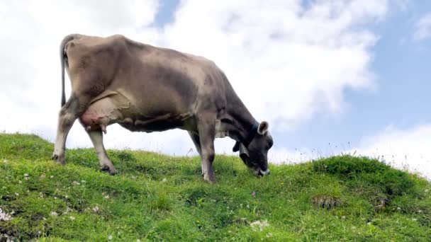 Kruipende koe in de bergen, zomerseizoen — Stockvideo