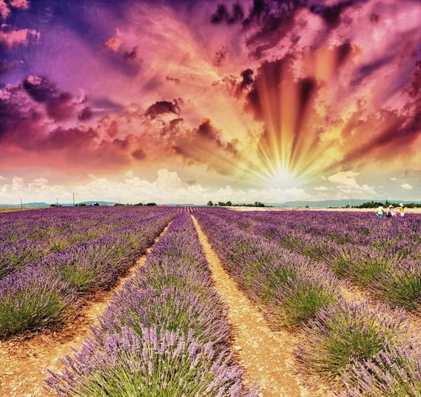 Lavendel weilanden in de zomer — Stockfoto