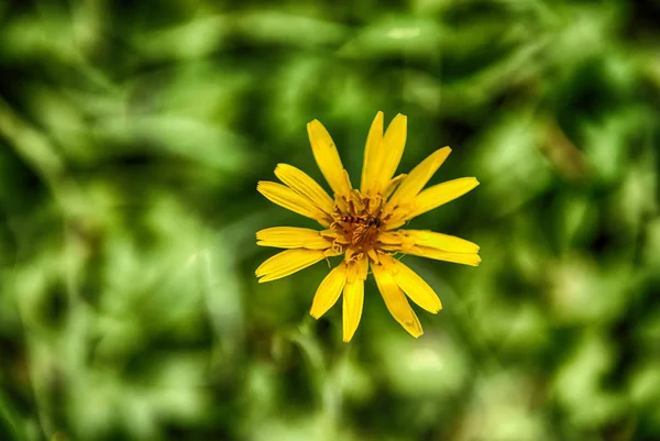 Yellow flowers with wasp sucking nectar — Stock Photo, Image