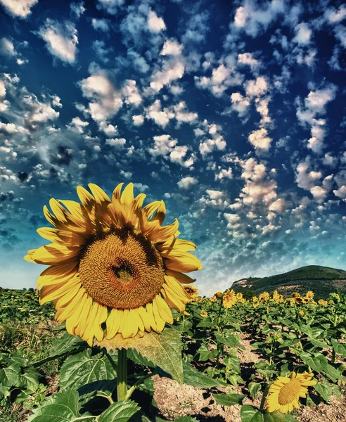 Beautiful sunflower on a field — Stock Photo, Image