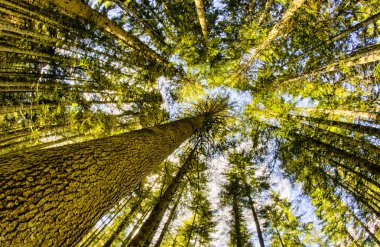 Ağaçlar ve kırsal