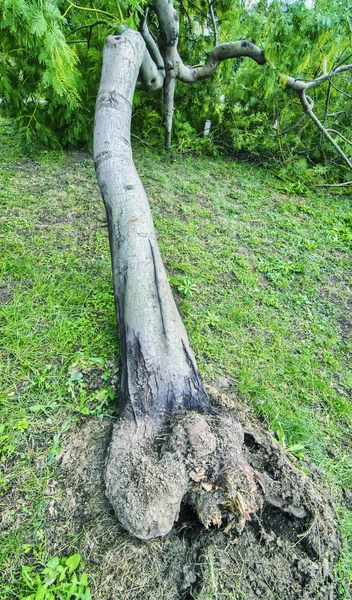 Storm damage. Fallen trees in the forest after a storm. — Stock Photo, Image