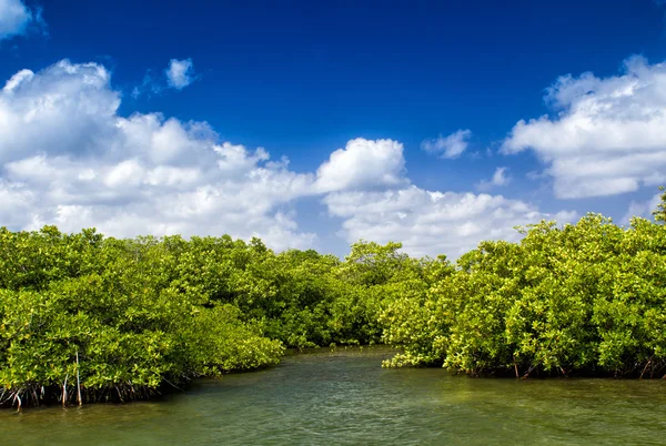 Manglares creciendo en laguna poco profunda, bahía de Gran Caimán, Caimán — Foto de Stock