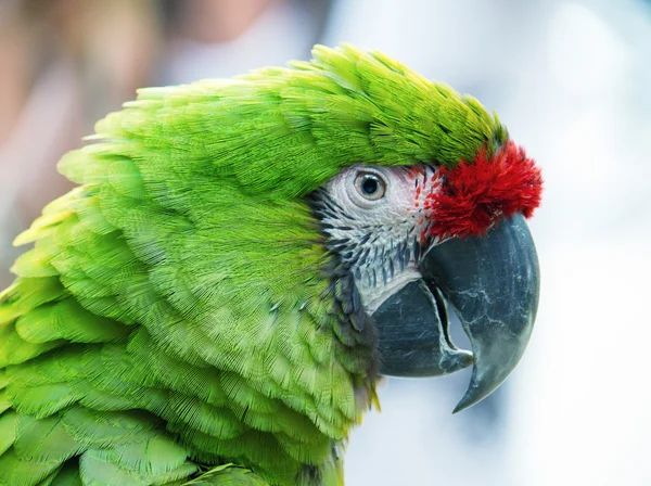 Πράσινο παπαγάλος — Φωτογραφία Αρχείου