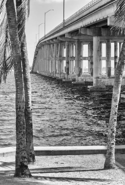 Бискейнский мост с пальмами — стоковое фото
