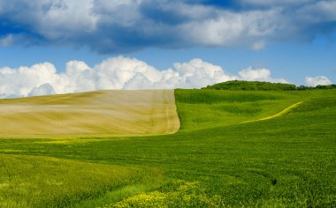 kahverengi ve yeşil çayırlar