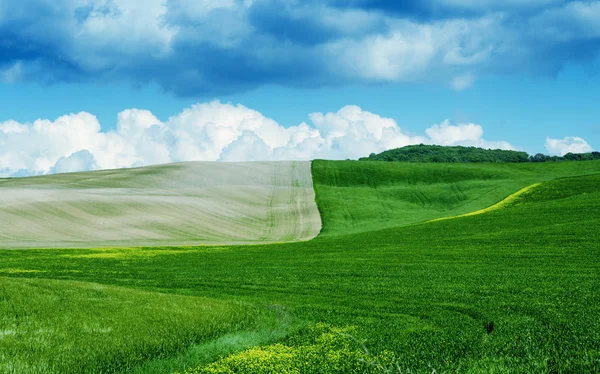 緑と茶色の牧草地 — ストック写真