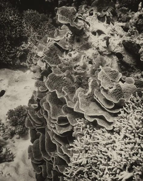 Arrecife de coral de Queensland — Foto de Stock