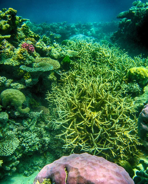 Arrecife de coral de Queensland —  Fotos de Stock