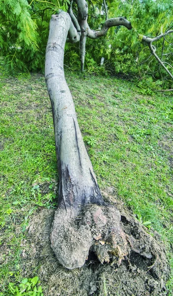 Storm damage — Stock Photo, Image