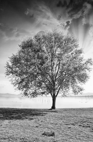 Árvore solitária na grama — Fotografia de Stock