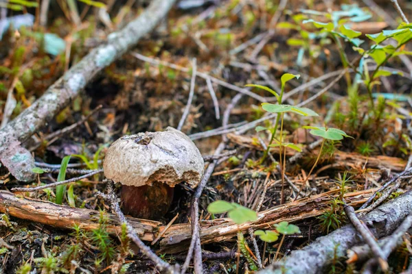 Boletus luridiformis - funghi — Foto Stock