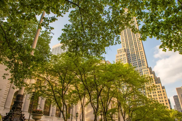 Träden i femte avenyn i New York — Stockfoto