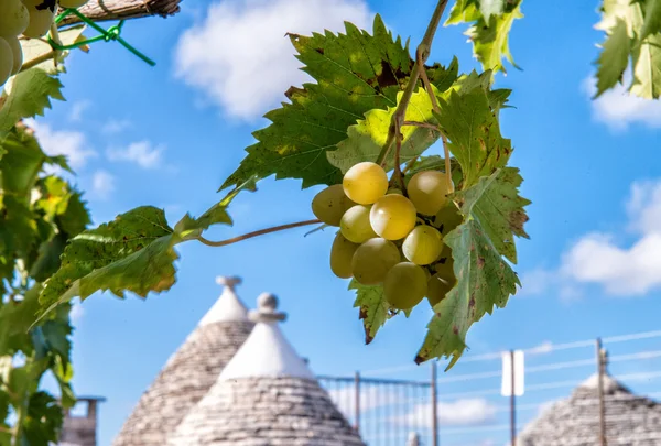 Uva in una bella giornata estiva — Foto Stock