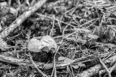 Çörek luridiformis