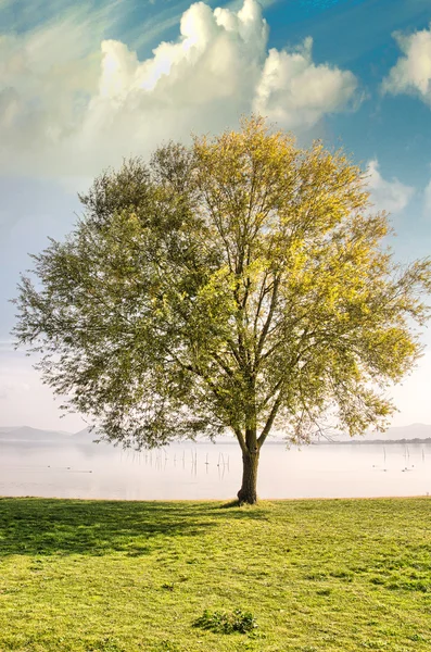 Arbre solitaire sur herbe — Photo