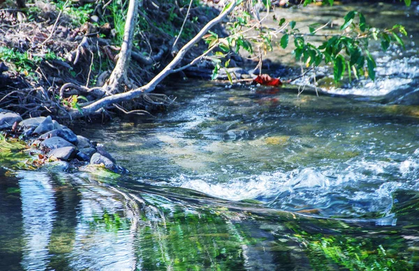 Queensland, Avustralya. Okyanusu üzerinden harika bitki örtüsü