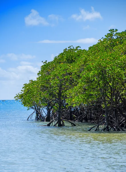 Queensland, Australia. Wonderful vegetation over ocean — Stock Photo, Image