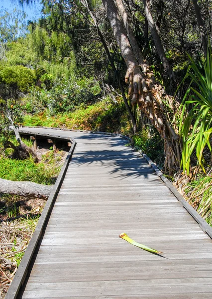 Kolory wybrzeża Queensland — Zdjęcie stockowe