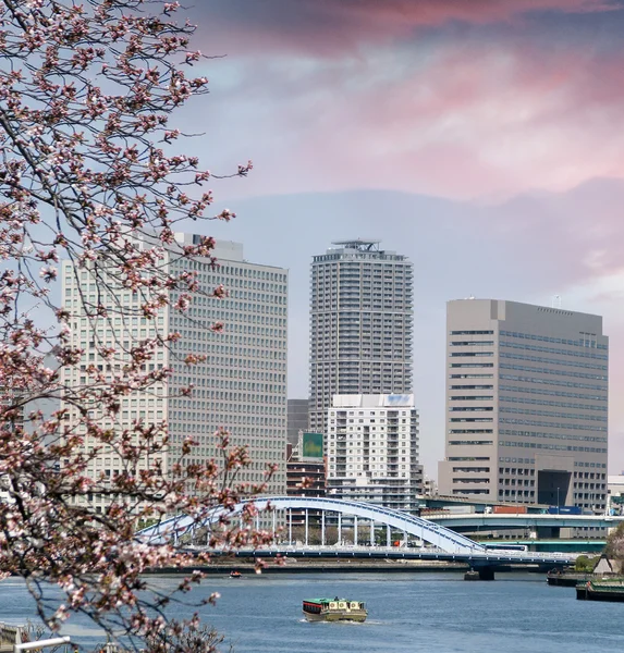 Tokyo skyline på våren — Stockfoto