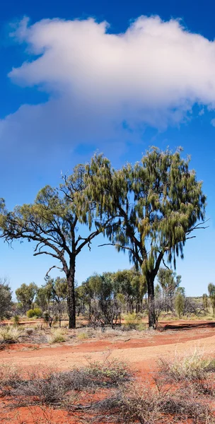 Trees and red sand — Stock Photo, Image