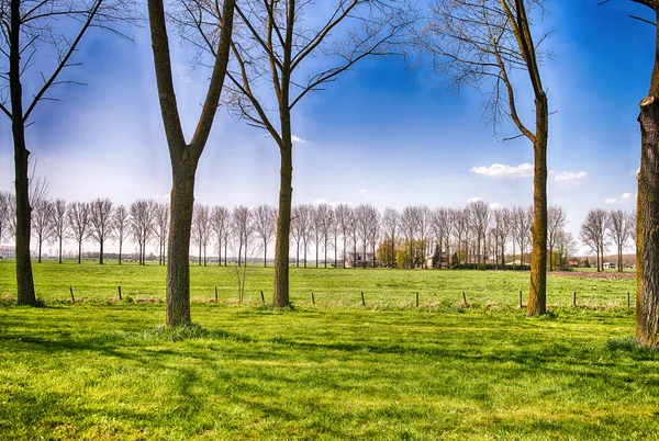 Países Baixos Campo na Primavera — Fotografia de Stock