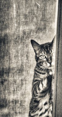 Kedi pencereye bakıyor.