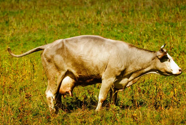 Vaca en un fondo de montaña — Foto de Stock