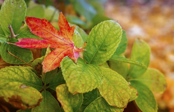 Kırmızı, yeşil ve sarı sonbahar yaprakları — Stok fotoğraf