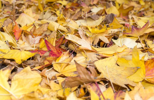 秋天的树叶托斯卡纳 — 图库照片