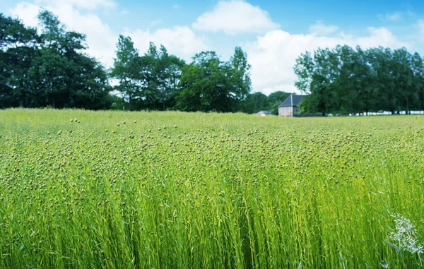 Weizenfeld in der Normandie — Stockfoto