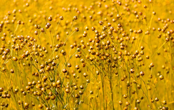 Campo de trigo em normandy — Fotografia de Stock