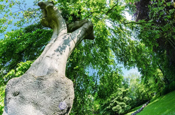 Albero gigante su un bellissimo parco — Foto Stock