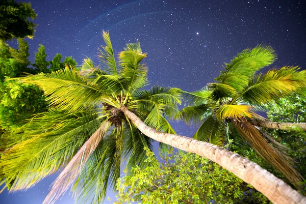 Vue de nuit avec palmiers et étoiles . — Photo