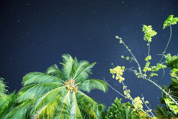 Vista nocturna con palmeras y estrellas . — Foto de Stock