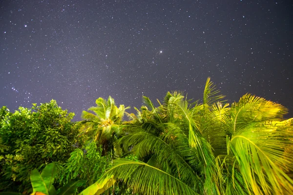 Nacht uitzicht met palmen en sterren. — Stockfoto