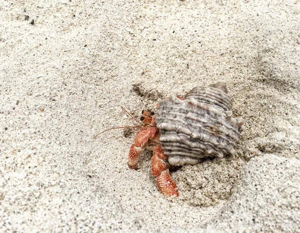 Granchio eremita su una spiaggia del Mar Maldiviano — Foto Stock