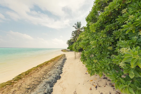 Awesome beach i Maldiverna — Stockfoto