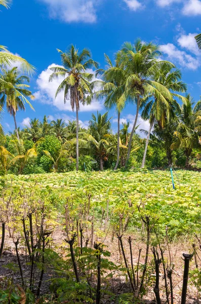 Tropisk ö vegetation. — Stockfoto