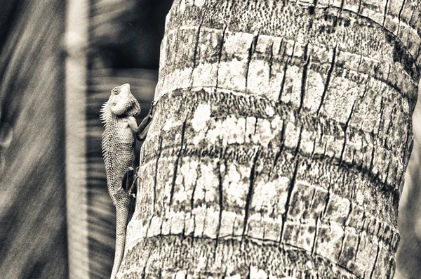 Iguana on a tree — Stock Photo, Image