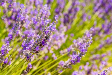 Provence, Temmuz ayında Fransa güzel lavanta alanlar