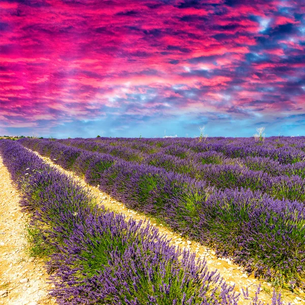 Lavendel blomma blommande doftande fält i ändlösa rader. valenso — Stockfoto