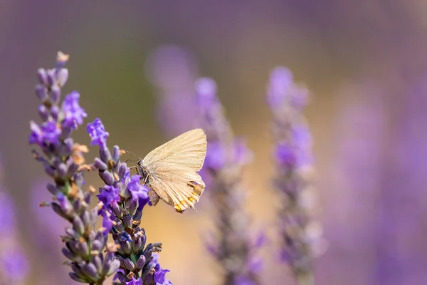 Mariposa en un prado de lavanda — Foto de Stock